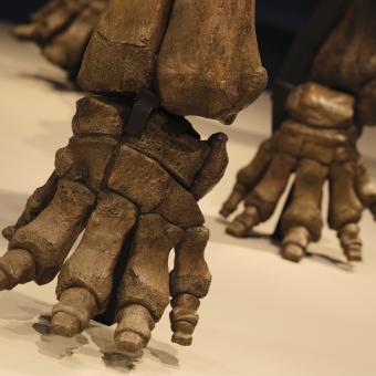 Un detalle de las patas del esqueleto del mamut.