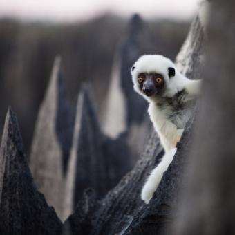 A Deckens sifaka lemur perches on a splinter of stone © National Geographic.