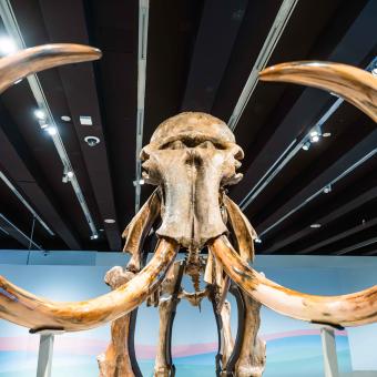 Vista frontal del cráneo del fósil del mamut lanudo de la exposición. © Fundación ”la Caixa”.