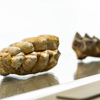 La exposición muestra en su entrada fósiles de la dentición de diversas especies de proboscídeos. © Fundación ”la Caixa”.