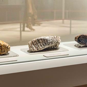 Piezas de los molares de diversas especies de mamut procedentes del Museo de Ciencias Naturales del CSIC. © Fundación ”la Caixa”.