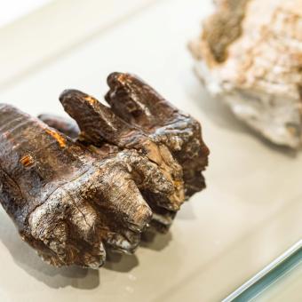 La exposición muestra en su entrada fósiles de la dentición de diversas especies de proboscídeos. © Fundación ”la Caixa”.