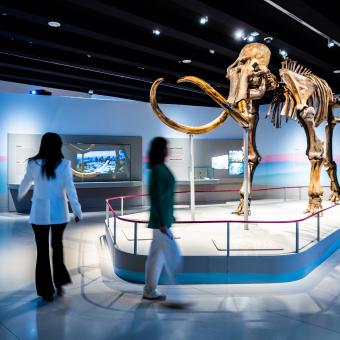 Visitantes pasean alrededor del impresionante mamut. © Fundación ”la Caixa”.