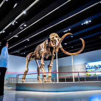 Una visitante observa el esqueleto de Mamut. El gigante de la Edad de Hielo en CaixaForum Madrid. © Fundación ”la Caixa”.