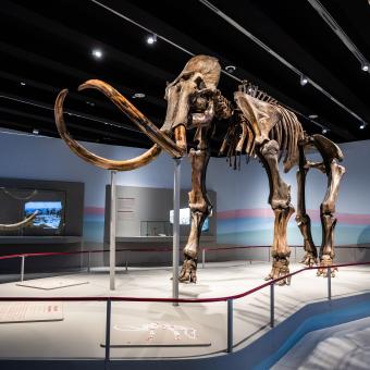 Esqueleto del mamut que puede verse en la exposición en CaixaForum Madrid. © Fundación ”la Caixa”.
