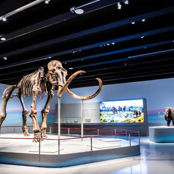 El esqueleto fosilizado real mide 6 metros de largo por 3,5 de alto. © Fundación ”la Caixa”.