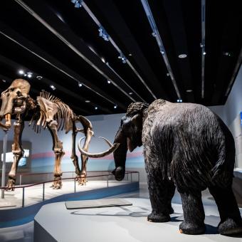 Además del fósil puede verse una maqueta de mamut con el pelaje. © Fundación ”la Caixa”.