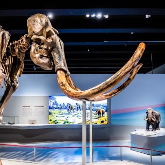 Las defensas de los mamuts se analizan en la exposición. © Fundación ”la Caixa”.