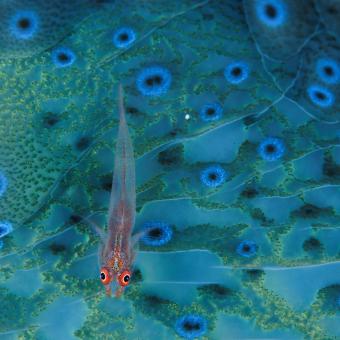 A translucent goby rests atop a giant clam in the ocean. Indonesia, Pacific ocean. © David Doubilet / National Geographic.