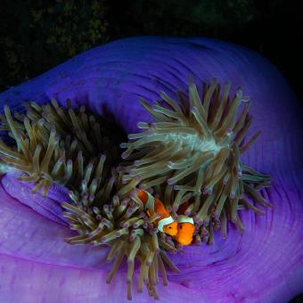 Dos peixos pallassos es refugien a l’anemone que els fa d’hoste a Tubbataha.Tubbataha, Filipines . © Jennifer Hayes / National Geographic.
