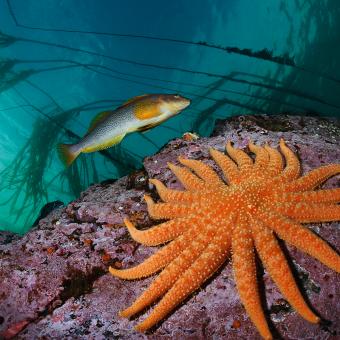 A green ling cod swims by a nineteen arm sunflower sea star.Whisky Point, Quadra Island, British Columbia, Canada. © Paul Nicklen/ National Geographic.