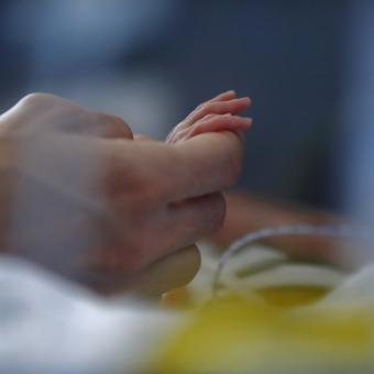 The CaixaResearch Artificial Placenta project achieves foetal survival of 12 days in good health. © Fundación ”la Caixa”.