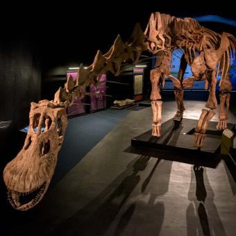 Réplica completa del mayor dinosaurio descubierto hasta el momento, Patagotitan mayorum.  © MEF.