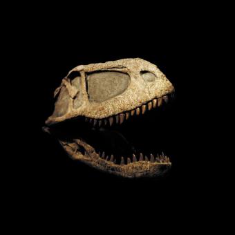 Crani d’Eoabelisaurus, un dels dinosaures que apareixen a Dinosaures de la Patagònia.. © MEF.