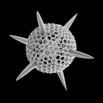 Un radiolario del océano Índico, probablemente de la especie Hexacontium hexactis. Los radiolarios forman parte del zooplancton de todos los océanos del planeta y suelen tener forma esférica o estrellada. Son protozoos unicelulares depredadores con un diámetro de 0,1-0,2 mm y poseen un complejo esqueleto mineral, a menudo con una cápsula central, como en la imagen, y una cápsula exterior. © Michael Benson, Kinetikon Pictures.
