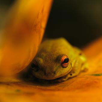 Una rana descansa sobre una hoja que amarillea en el Parque Nacional de Loango. Parque Nacional de Loango, Gabón. © Michael Nichols / National Geographic.