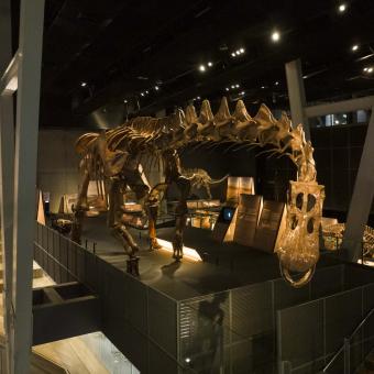 El Patagotitan mayorum medía 38 metros de largo y pesaba 77 toneladas.