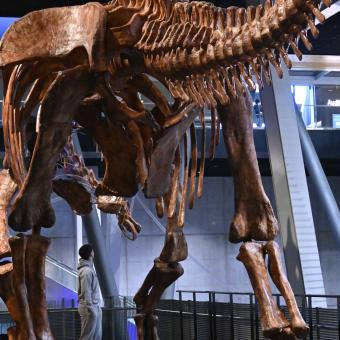 A visitor walks among the legs of the Patagotitan mayorum at the CosmoCaixa Science Museum.
