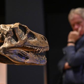 A visitor looks at the skull of Eoabelisaurus.