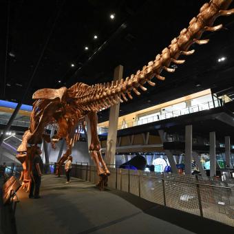 La enorme cola del Patagotitan mayorum puede verse a lo largo de la sala de exposiciones.