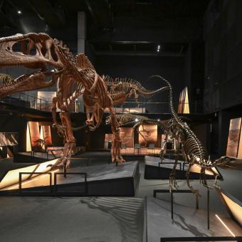 The CosmoCaixa Science Museum will host the exhibition Dinosaurs of Patagonia,  showing the diversity of Patagonian dinosaurs, until 2 June 2024.