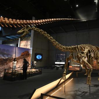 In the foreground, Neuquensaurus  in the exhibition at CosmoCaixa, next to the tail of the Patagotitan.