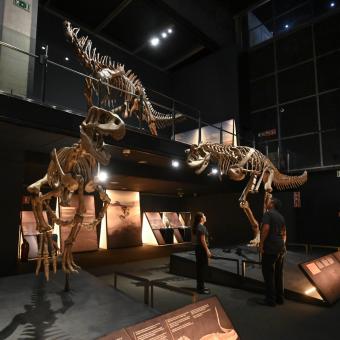 Above, skeleton of Amargasaurus. Below, on the right, Carnotaurus. On the left, Condorraptor.