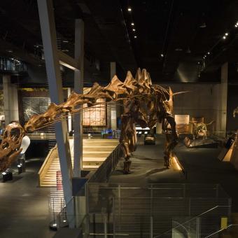 Frontal view of Patagotitan mayorum   the star of the exhibition at the CosmoCaixa Science Museum.