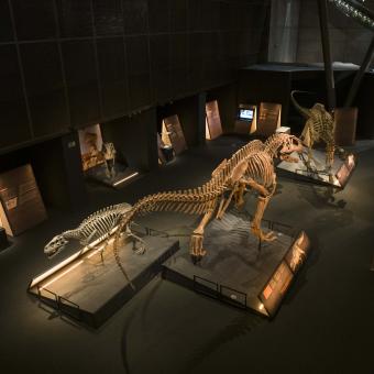 Top view of the exhibition Dinosaurs of Patagonia at CosmoCaixa, with a Tyrannotitan chubutensis in the centre of the image.