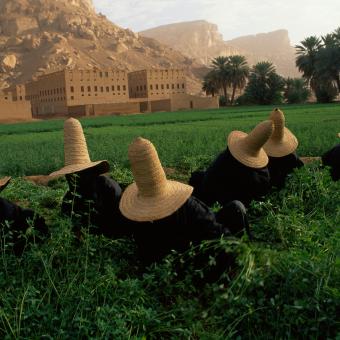 Unas mujeres se protegen del sol con sombreros mientras recogen trébol para el ganado. Al fondo se puede ver un recinto fortificado hadramí. Wai Hadhramaut, República del Yemen. 