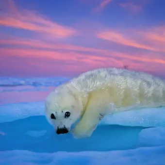 Una foca de Groenlandia de pelaje blanco descansa sobre el hielo bajo el cielo crepuscular. Golfo de San Lorenzo, Canadá. 