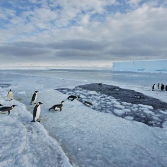 Pingüino emperador. Cabo Washington, mar de Ross (Antártida). 