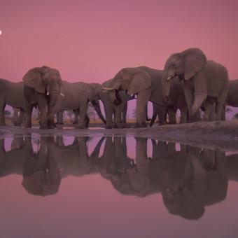 Elefantes en el Parque Nacional de Chobe (Botsuana).