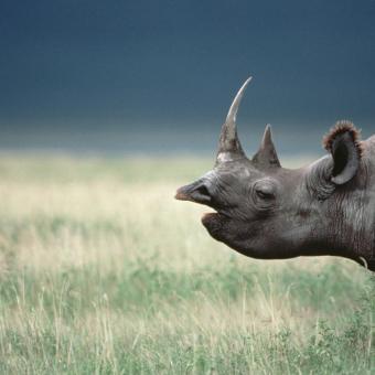 Rinoceronte negro. Cráter del Ngorongoro (Tanzania). 