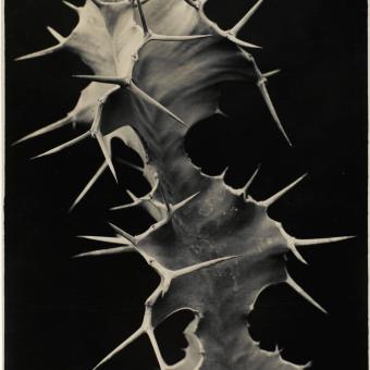 Albert Renger-Patzsch, Euphorbia grandicornis, c. 1922-1923. Centre Pompidou, Paris Musée national d’art moderne – Centre de Création Industrielle © Centre Pompidou, MNAM-CCI/Philippe Migeat/Dist. RMN-GP. 