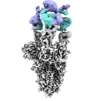 Imagen obtenida por criomicroscopía electrónica de la proteína Spike del virus SARS-CoV2 (en gris) con el nuevo anticuerpo unido (cadena pesada en azul y ligera en violeta). 
