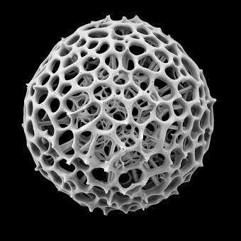 Esqueleto de sílice de un radiolario del océano Índico, probablemente de la especie "Cenosphaera cristata", con un entramado interno de gran complejidad. Como muchas especies de radiolarios esféricos o semiesféricos, este tiene forma de poliedro regular, con numerosas caras semihexagonales.