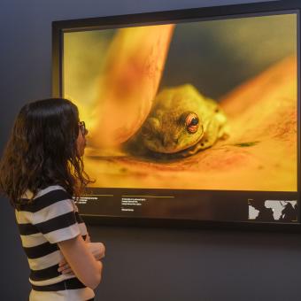Una visitante observa una fotografía de Michael Nichols en la muestra de National Geographic en CaixaForum Sevilla