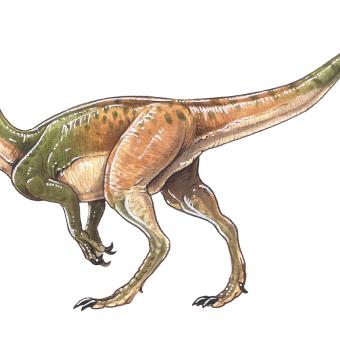 Eoraptor lunensis