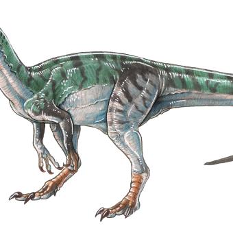 Herrerasaurus ischigualastensis