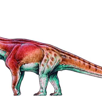 Patagotitan mayorum.