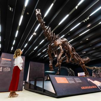 Réplica de Amargasaurus, un tipo de dinosaurio que pudo pesar 3.500 kg.