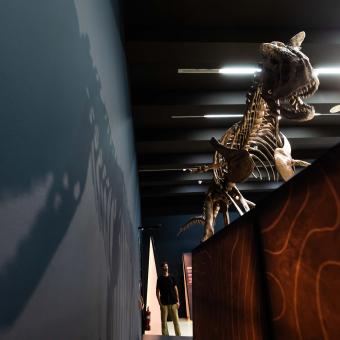 The exhibition traces the evolution and diversity of the dinosaurs of Patagonia.