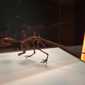 El Manidens condorensis era uno de los dinosaurios más pequeños, con apenas un kilo de peso.