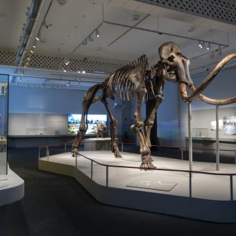 Esquelet de l'impressionant mamut siberià que protagonitza l'exposició. 