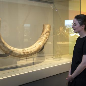 Defensa d’un mamut cedida per un particular per l’exposició. 