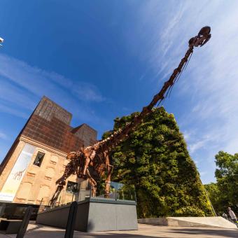 The star of the exhibition is the Patagotitan mayorum. 