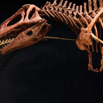 Replica of Tyrannotitan chubutensis on display in Dinosaurs from Patagonia.