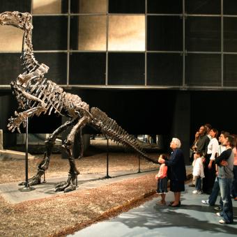 La exposición Los Iguanos, la más vista de CosmoCaixa.