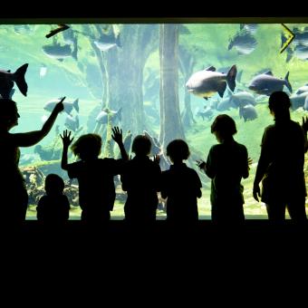 Visitors observe the animals of the Flooded Forest.